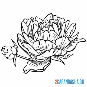 Раскраска пион и его бутон