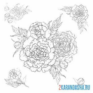 Раскраска пионы разные