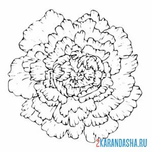 Раскраска красивый пушистый пион
