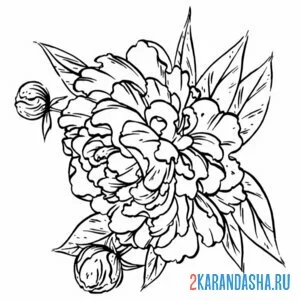 Раскраска пион для тату