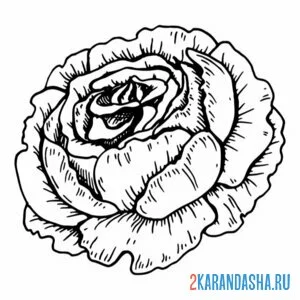 Раскраска пион голова