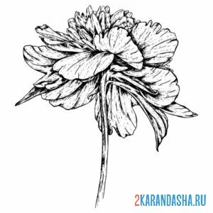 Раскраска цветочек пион