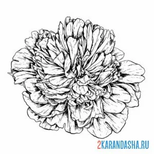 Раскраска розовый пион