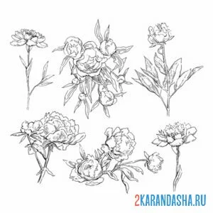 Раскраска разные пионы
