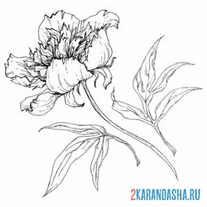 Раскраска пион начинается распускаться