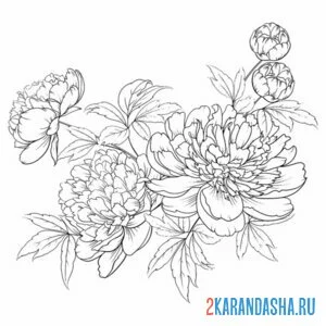 Раскраска пионы дикие