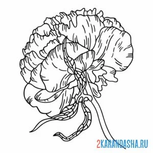 Раскраска пион для шаблона