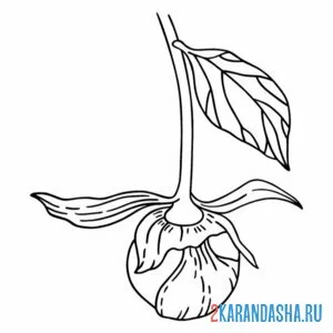 Раскраска пион бутон