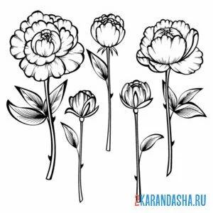 Раскраска пион разный