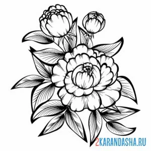 Раскраска пион иллюстрация тату