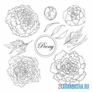 Раскраска пионы они такие