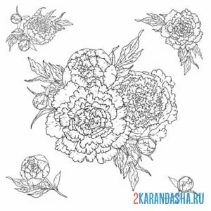 Раскраска выбери пион