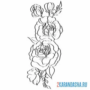 Раскраска два пиона