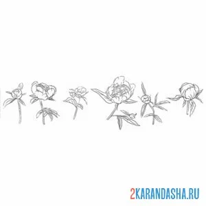 Раскраска пионы в ряд