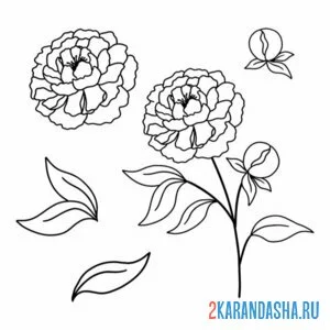 Раскраска пион по частям