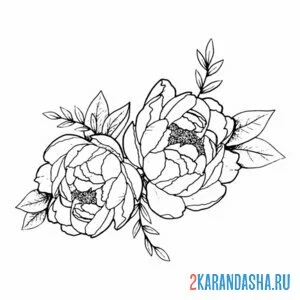 Раскраска два пиона на кусте