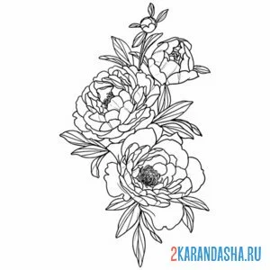 Раскраска пион кустовой