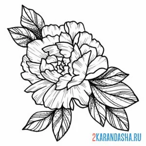 Раскраска пион с листьями
