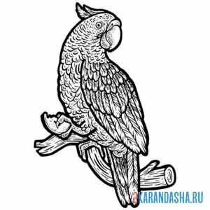 Раскраска большой попугай ара
