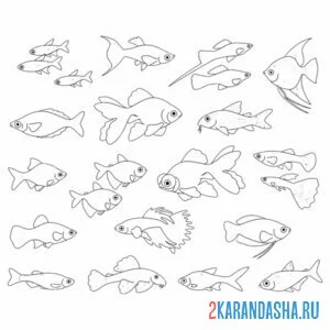 Раскраска много разных рыб
