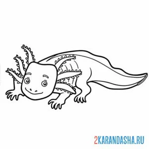 Раскраска аксолотль розовый