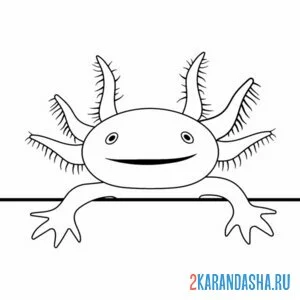 Раскраска аксолотль голова