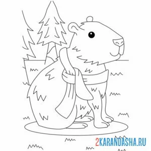 Раскраска капибара в шарфе