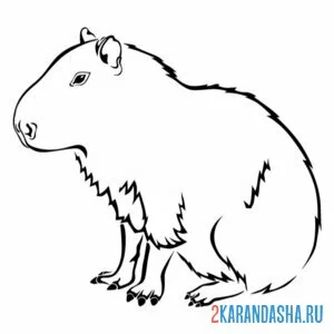 Раскраска капибара фото
