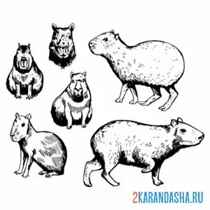 Раскраска капибара разные позы
