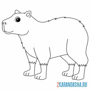 Раскраска капибара настоящий грызун