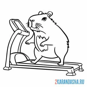 Раскраска капибара на велодорожке
