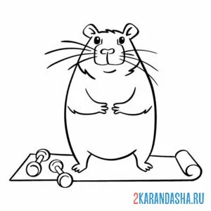 Раскраска капибара гантели