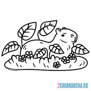 Раскраска капибара на лужайке
