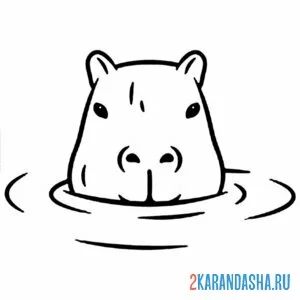 Раскраска капибара подглядывает