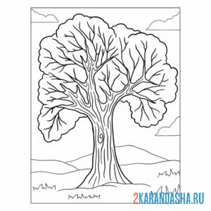 Раскраска шикарный дуб дереов