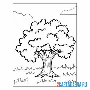 Раскраска клен дерево