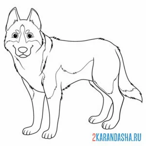 Раскраска собака взрослая хаски