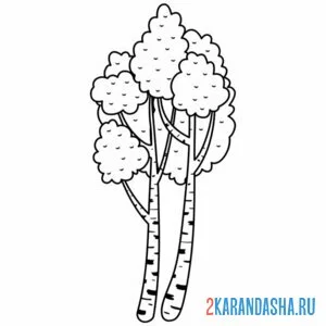 Раскраска береза дерево