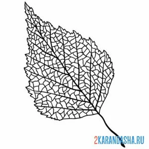Раскраска листочек березы