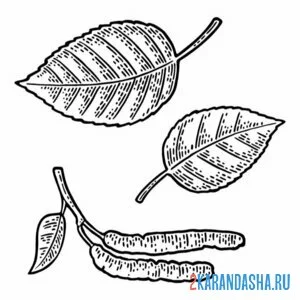 Раскраска береза сережки и листья