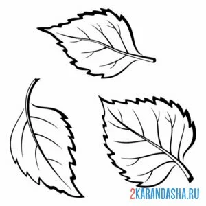 Раскраска три листка березы