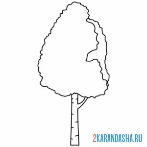 Раскраска простая береза