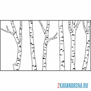 Раскраска березы стволы