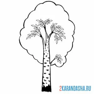 Раскраска крона березы