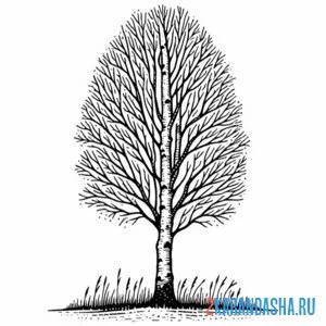 Раскраска береза без листьев