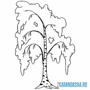 Раскраска настоящая береза