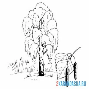 Раскраска березка и листочек