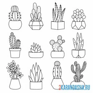 Раскраска суккуленты и кактусы