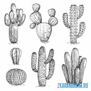 Раскраска рисунок кактусы