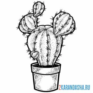 Раскраска кактус комнатный